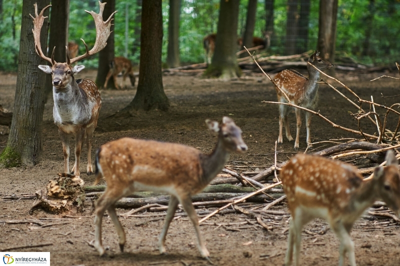 Állatok Világnapja - fotó Szarka Lajos