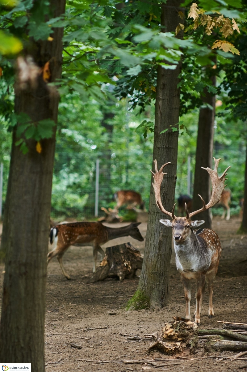 Állatok Világnapja - fotó Szarka Lajos
