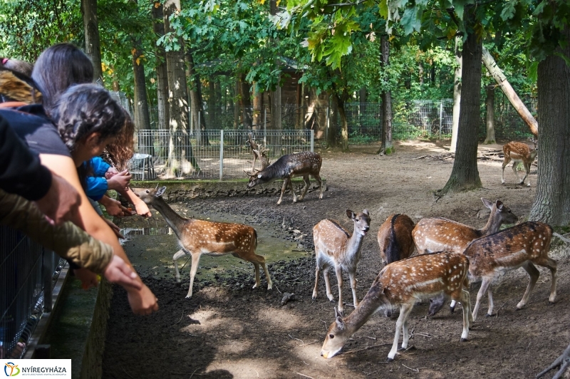 Állatok Világnapja - fotó Szarka Lajos