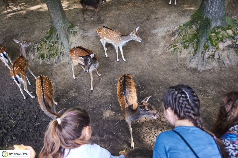 Állatok Világnapja - fotó Szarka Lajos