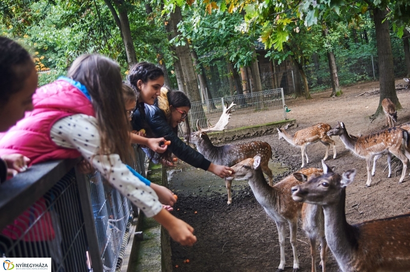 Állatok Világnapja - fotó Szarka Lajos
