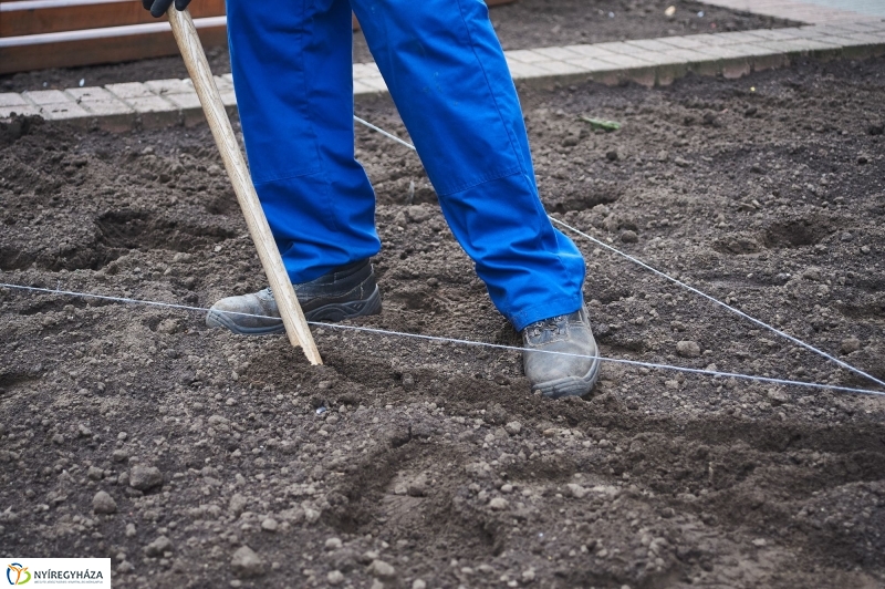 Virágosítás a belvárosban - fotó Szarka Lajos