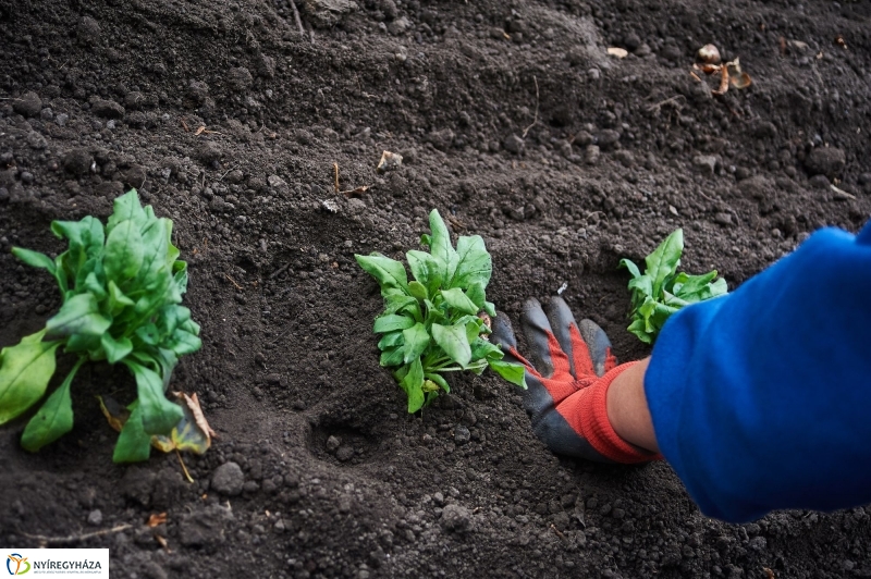 Virágosítás a belvárosban - fotó Szarka Lajos