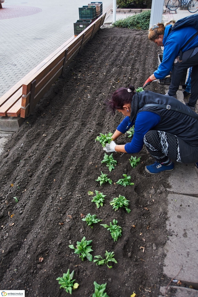 Virágosítás a belvárosban - fotó Szarka Lajos