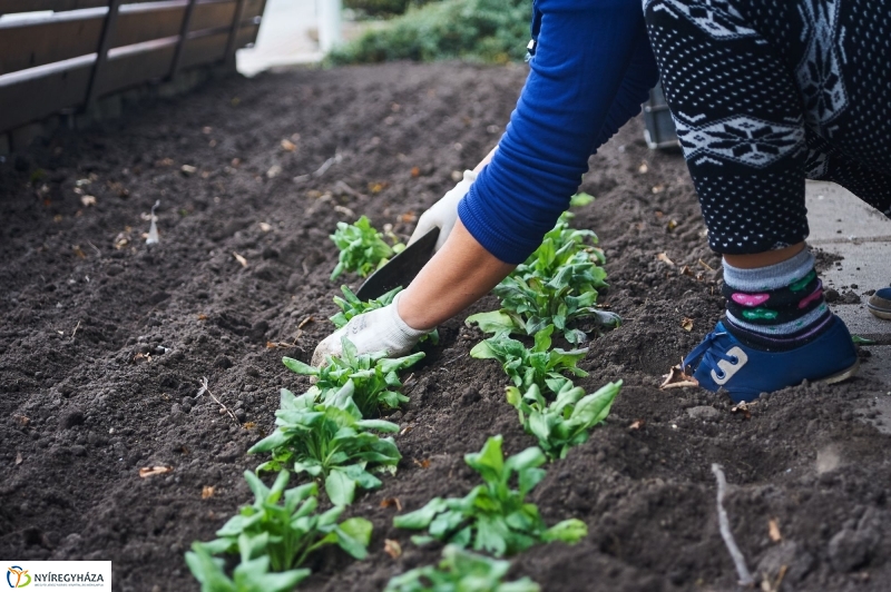 Virágosítás a belvárosban - fotó Szarka Lajos