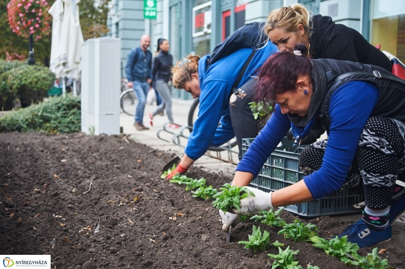 Virágosítás a belvárosban - fotó Szarka Lajos