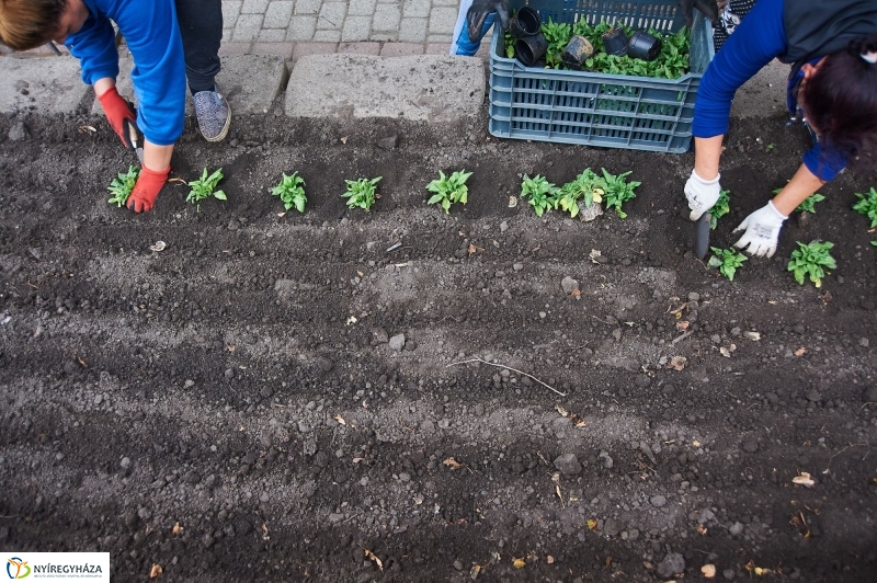 Virágosítás a belvárosban - fotó Szarka Lajos