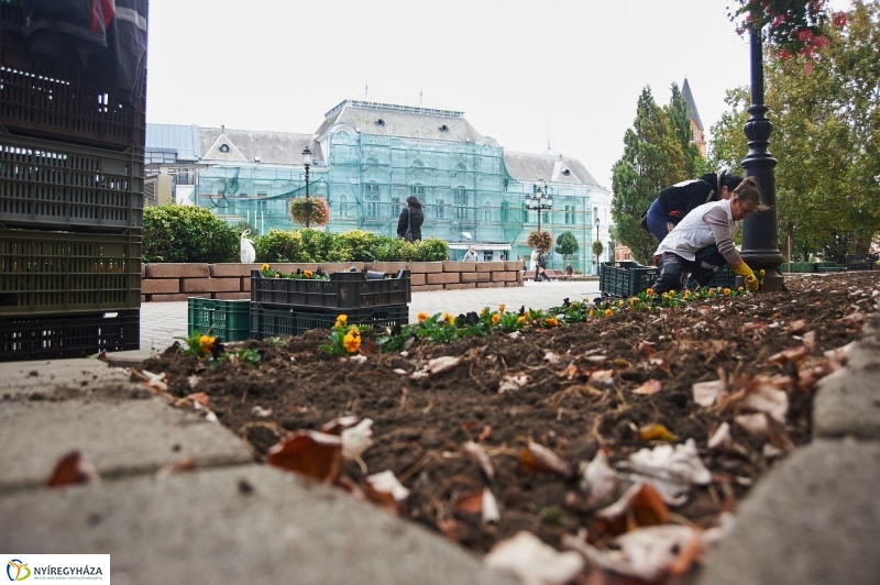 Virágosítás a belvárosban - fotó Szarka Lajos