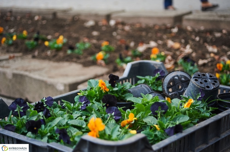 Virágosítás a belvárosban - fotó Szarka Lajos