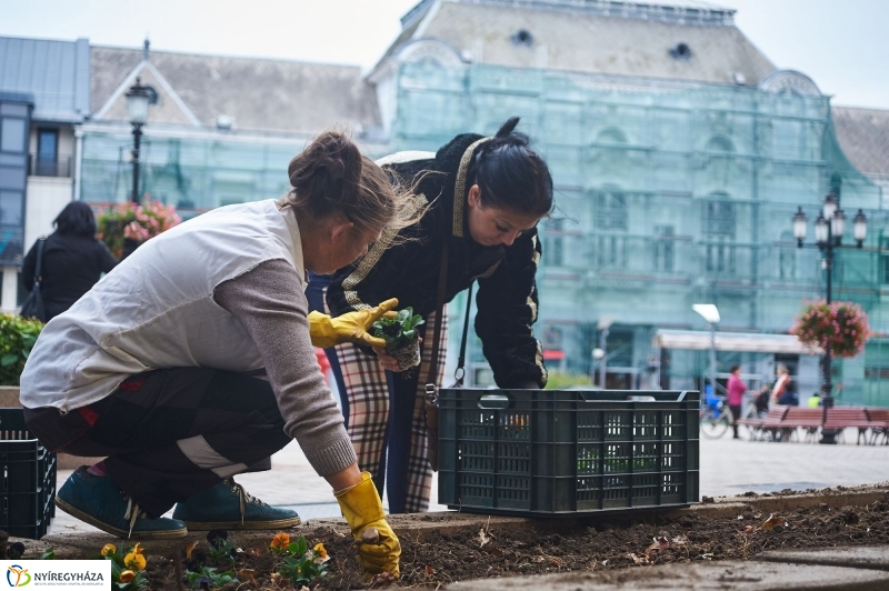 Virágosítás a belvárosban - fotó Szarka Lajos
