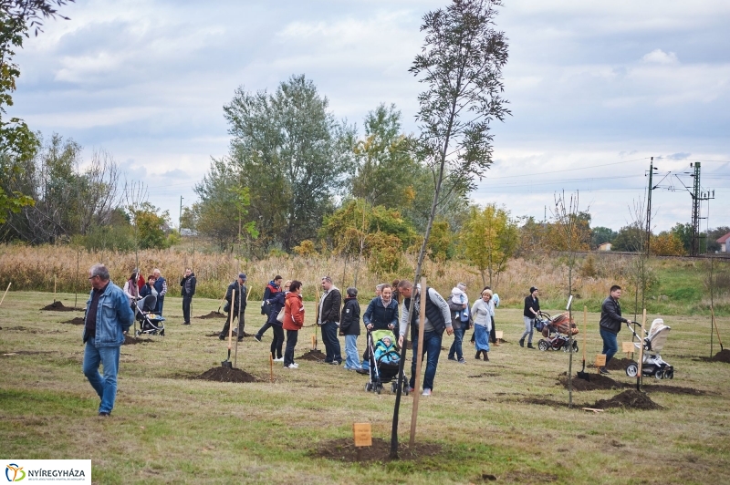 Faültetés az Újéletfa-ligetben 2017 - fotó Szarka Lajos