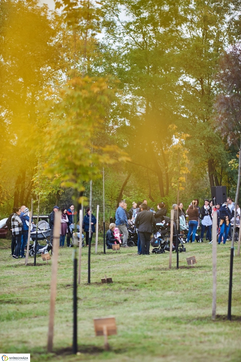 Faültetés az Újéletfa-ligetben 2017 - fotó Szarka Lajos