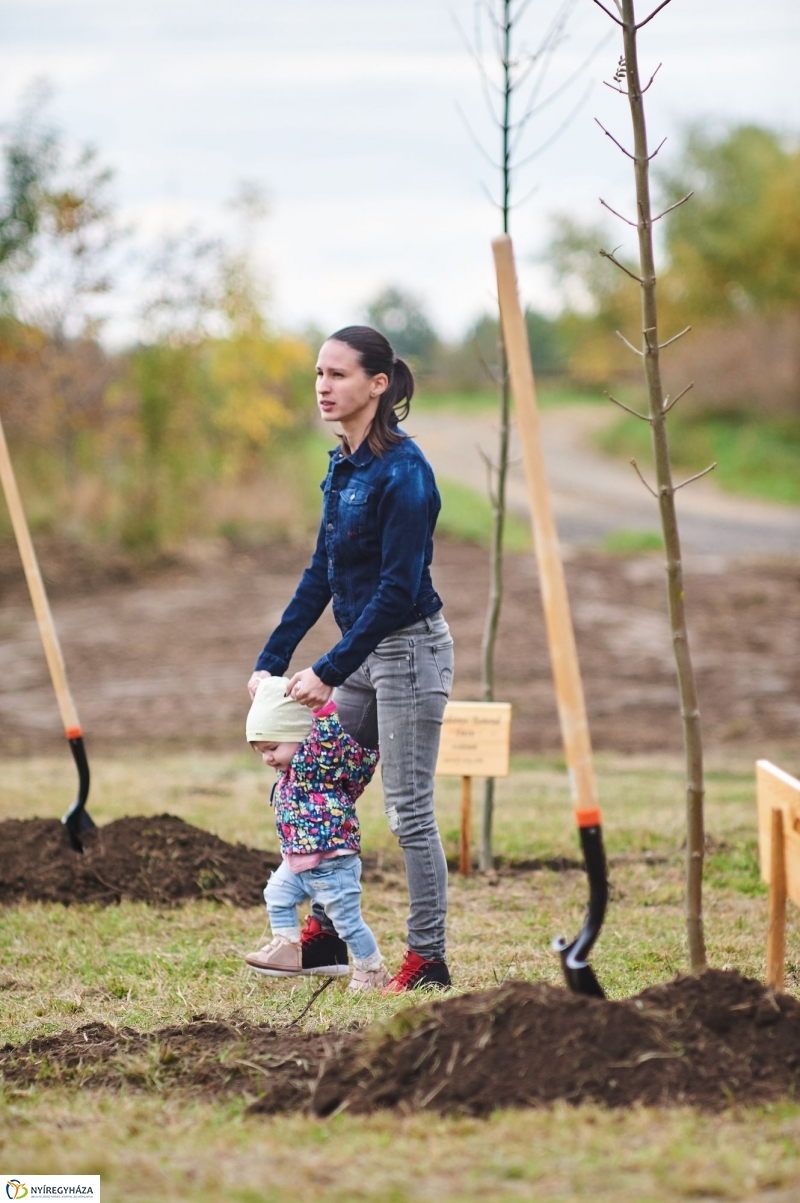 Faültetés az Újéletfa-ligetben 2017 - fotó Szarka Lajos