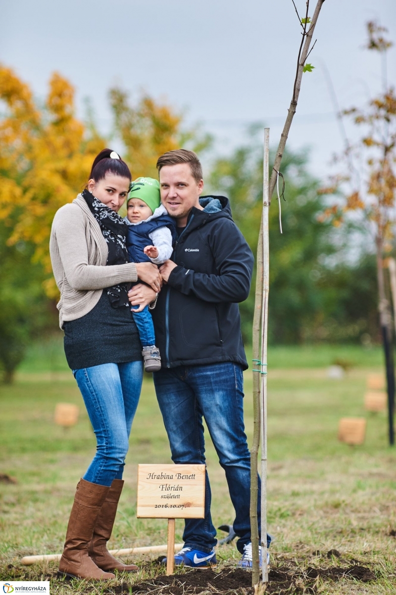 Faültetés az Újéletfa-ligetben 2017 - fotó Szarka Lajos