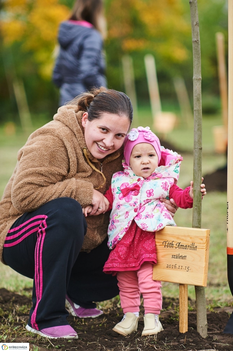 Faültetés az Újéletfa-ligetben 2017 - fotó Szarka Lajos