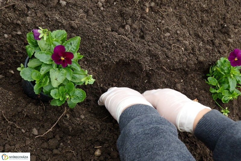 Virágültetés a belvárosban Petőfis diákokkal - fotó Szarka Lajos