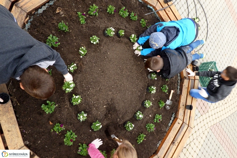 Virágültetés a belvárosban Petőfis diákokkal - fotó Szarka Lajos