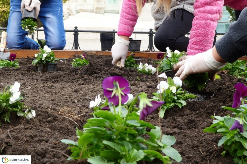 Virágültetés a belvárosban Petőfis diákokkal - fotó Szarka Lajos