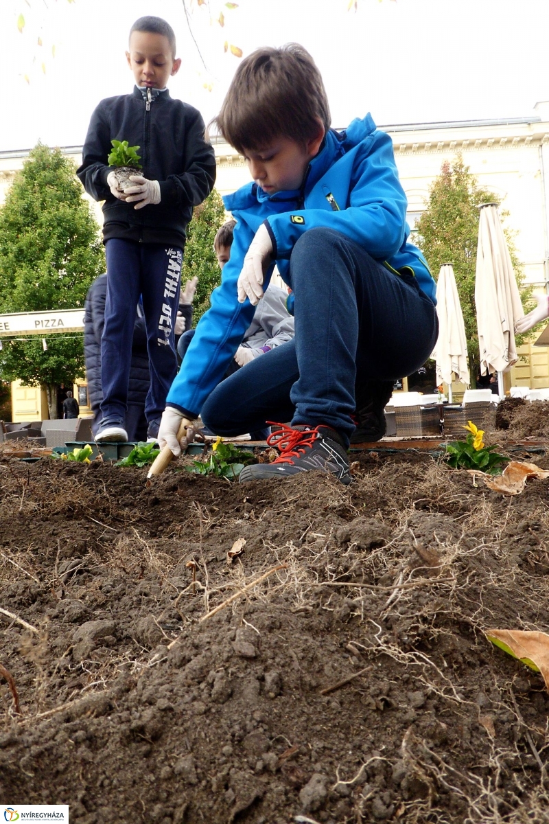 Virágültetés a belvárosban Petőfis diákokkal - fotó Szarka Lajos