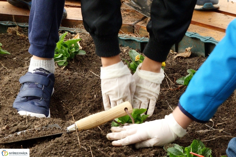 Virágültetés a belvárosban Petőfis diákokkal - fotó Szarka Lajos