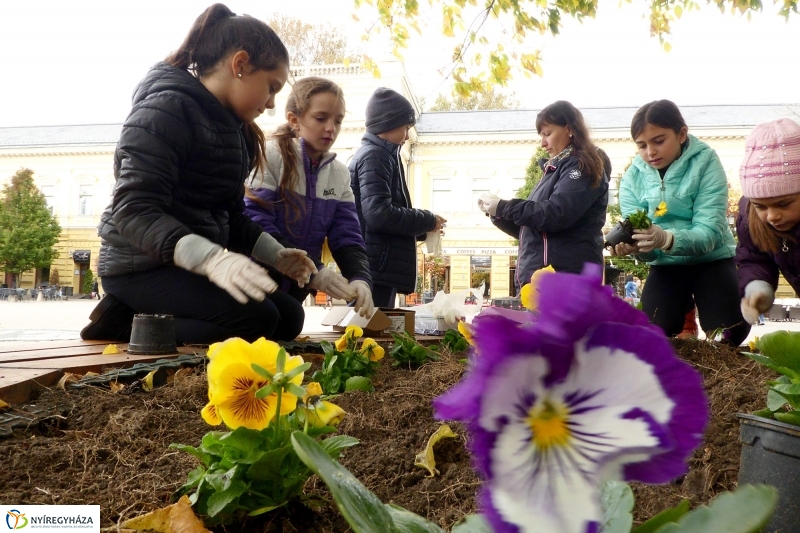 Virágültetés a belvárosban Petőfis diákokkal - fotó Szarka Lajos