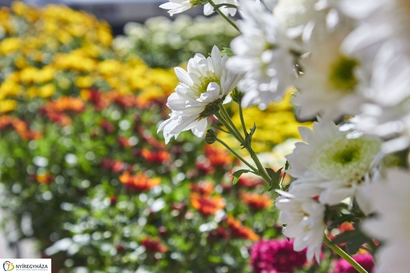 Mindenszentekre készülve - fotó Szarka Lajos