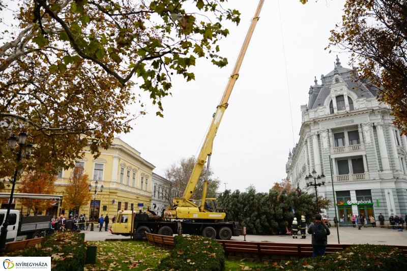 Megérkezett a város karácsonyfája a Kossuth térre-fotó Trifonov Éva