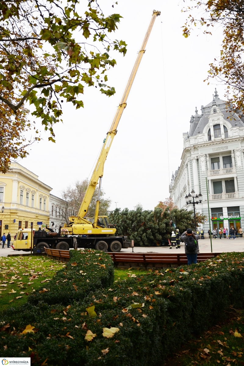 Megérkezett a város karácsonyfája a Kossuth térre-fotó Trifonov Éva