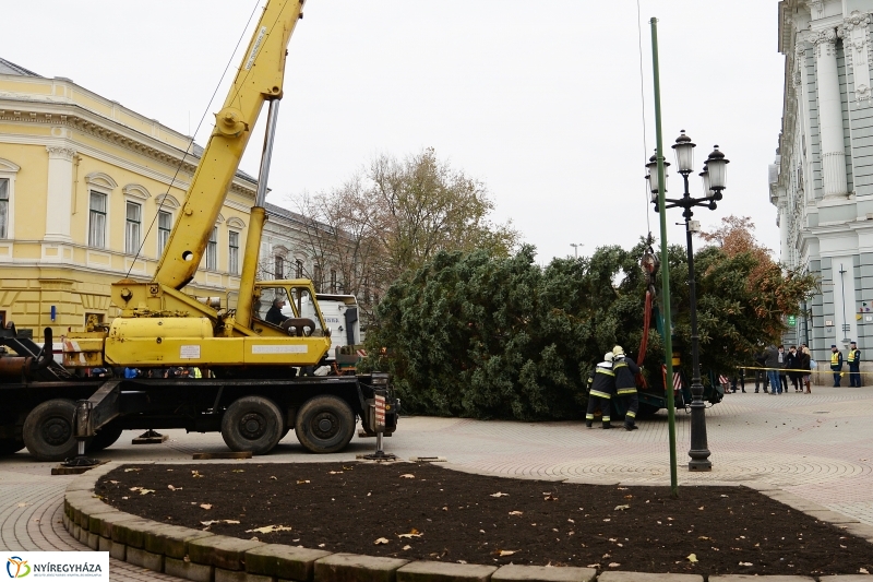 Megérkezett a város karácsonyfája a Kossuth térre-fotó Trifonov Éva