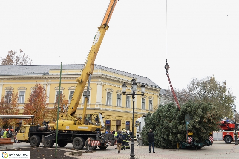 Megérkezett a város karácsonyfája a Kossuth térre-fotó Trifonov Éva