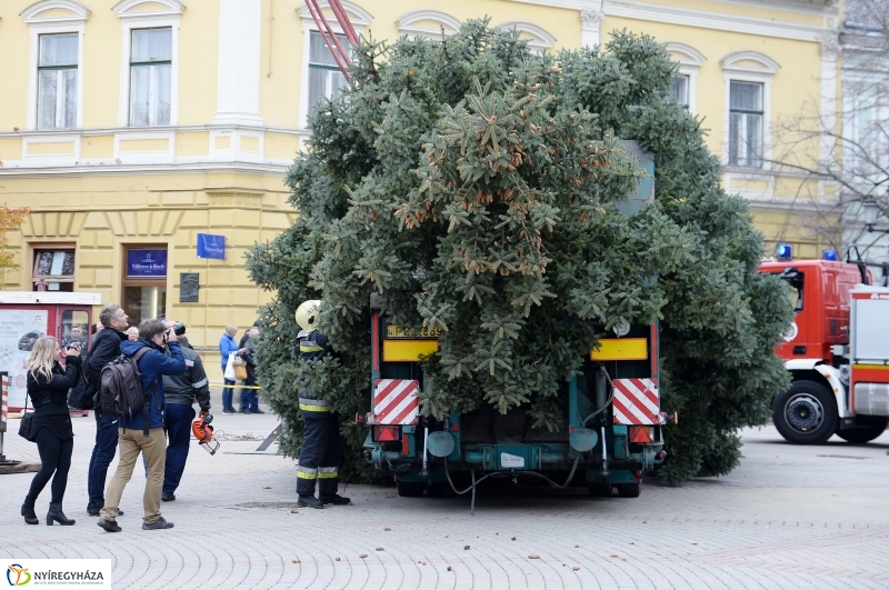 Megérkezett a város karácsonyfája a Kossuth térre-fotó Trifonov Éva