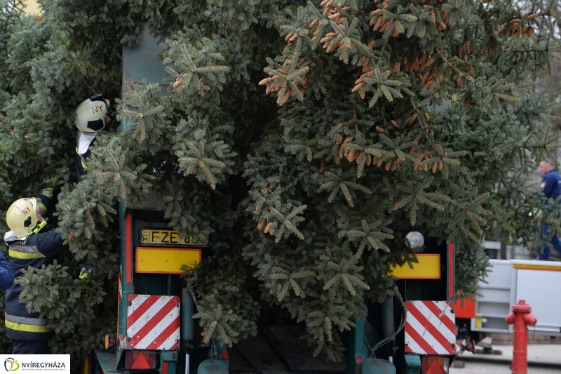 Megérkezett a város karácsonyfája a Kossuth térre-fotó Trifonov Éva