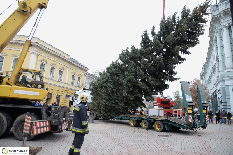 Megérkezett a város karácsonyfája a Kossuth térre-fotó Trifonov Éva