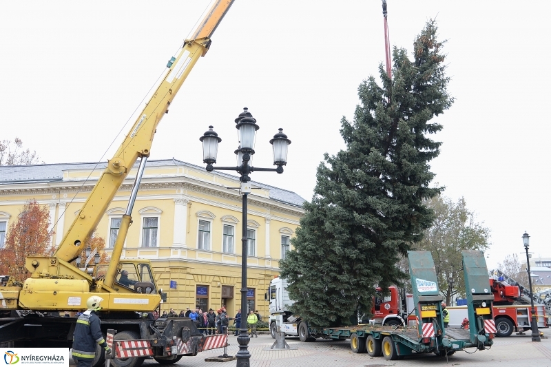 Megérkezett a város karácsonyfája a Kossuth térre-fotó Trifonov Éva