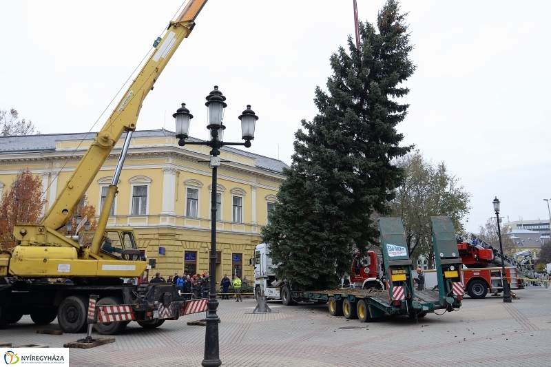 Megérkezett a város karácsonyfája a Kossuth térre-fotó Trifonov Éva