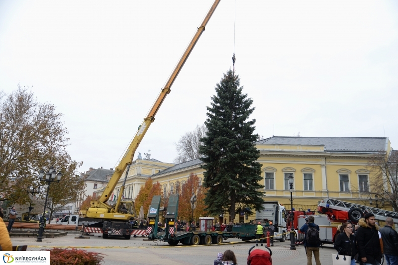 Megérkezett a város karácsonyfája a Kossuth térre-fotó Trifonov Éva