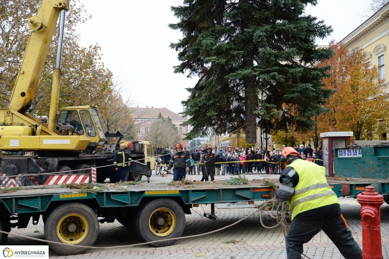 Megérkezett a város karácsonyfája a Kossuth térre-fotó Trifonov Éva