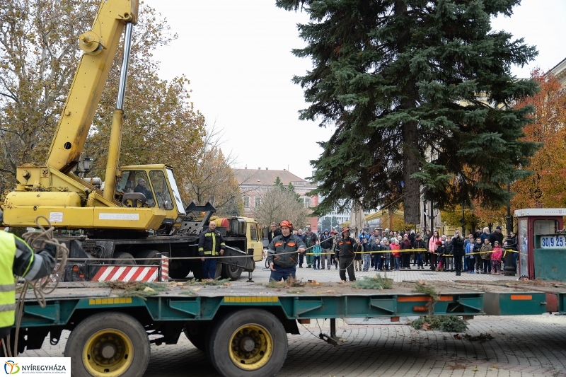 Megérkezett a város karácsonyfája a Kossuth térre-fotó Trifonov Éva