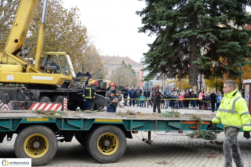Megérkezett a város karácsonyfája a Kossuth térre-fotó Trifonov Éva