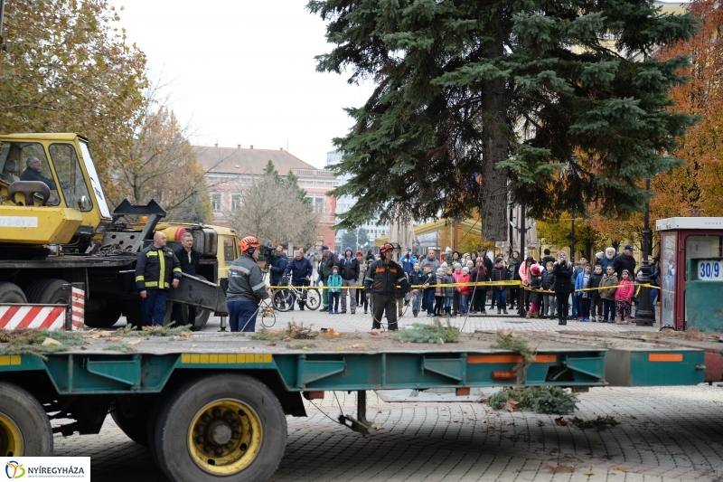 Megérkezett a város karácsonyfája a Kossuth térre-fotó Trifonov Éva