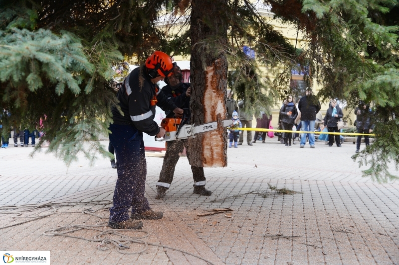 Megérkezett a város karácsonyfája a Kossuth térre-fotó Trifonov Éva