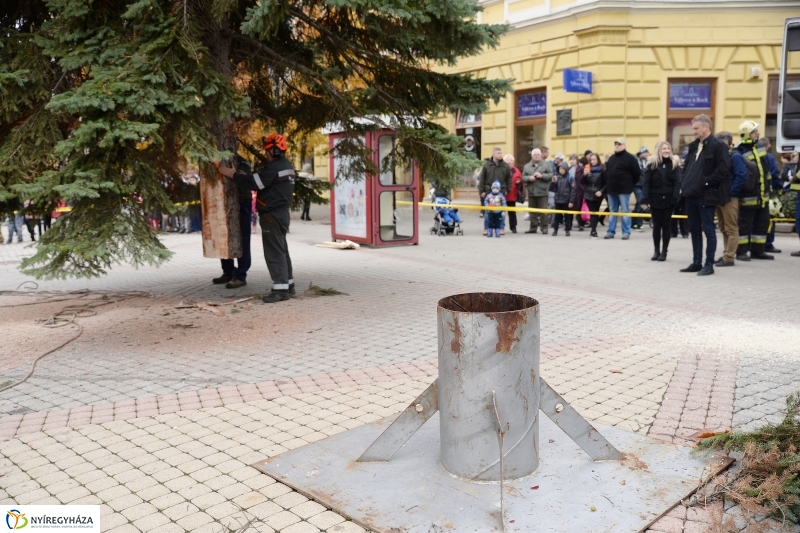 Megérkezett a város karácsonyfája a Kossuth térre-fotó Trifonov Éva