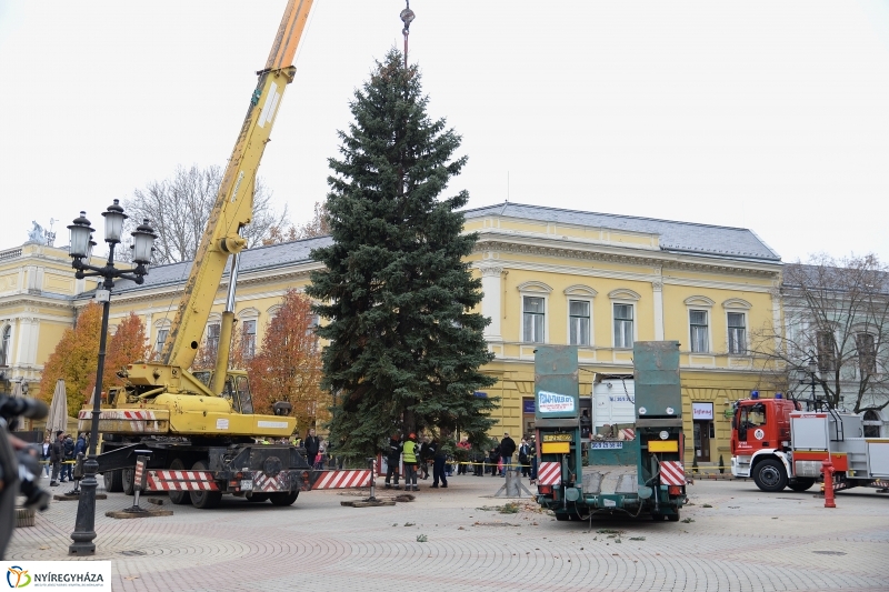 Megérkezett a város karácsonyfája a Kossuth térre-fotó Trifonov Éva
