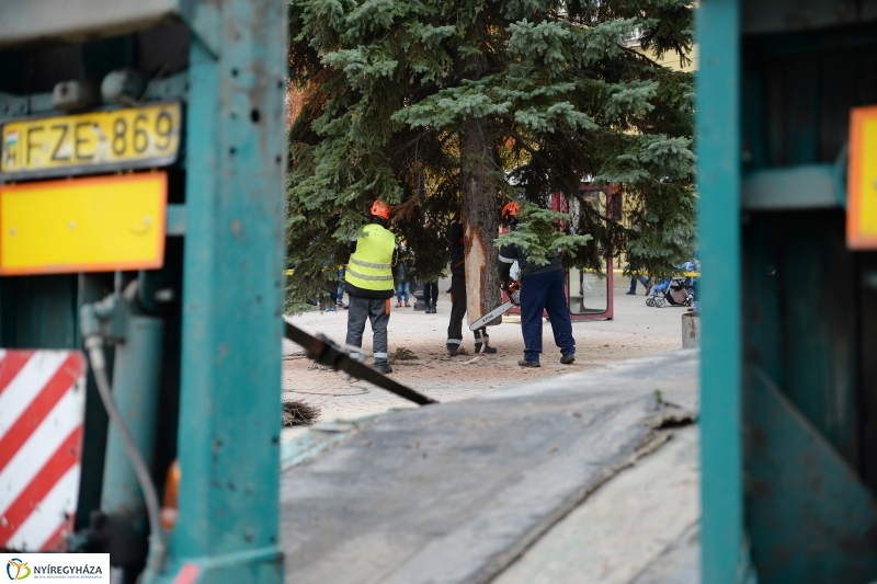 Megérkezett a város karácsonyfája a Kossuth térre-fotó Trifonov Éva