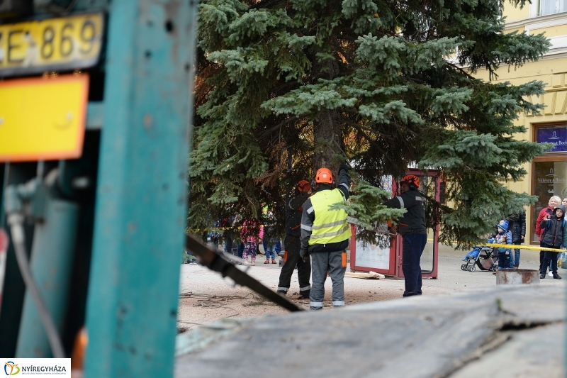 Megérkezett a város karácsonyfája a Kossuth térre-fotó Trifonov Éva
