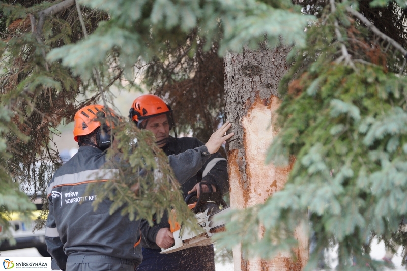 Megérkezett a város karácsonyfája a Kossuth térre-fotó Trifonov Éva