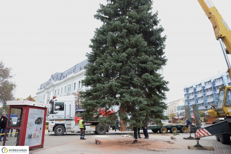 Megérkezett a város karácsonyfája a Kossuth térre-fotó Trifonov Éva