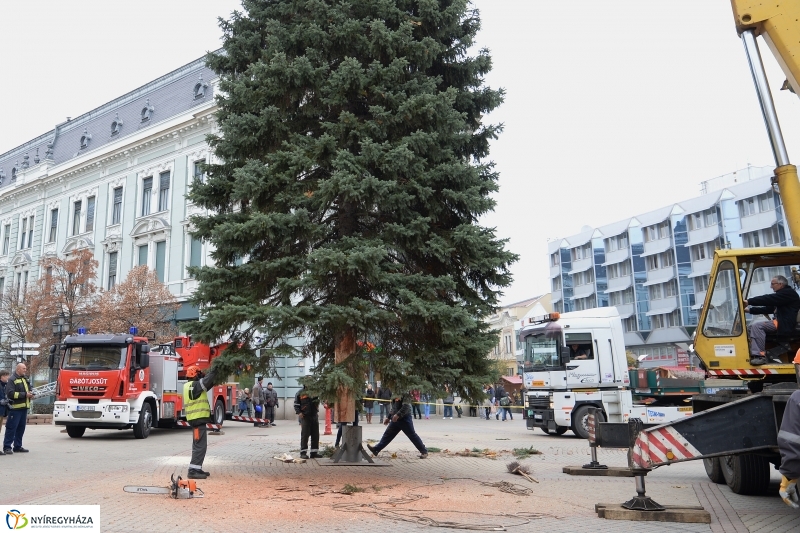 Megérkezett a város karácsonyfája a Kossuth térre-fotó Trifonov Éva