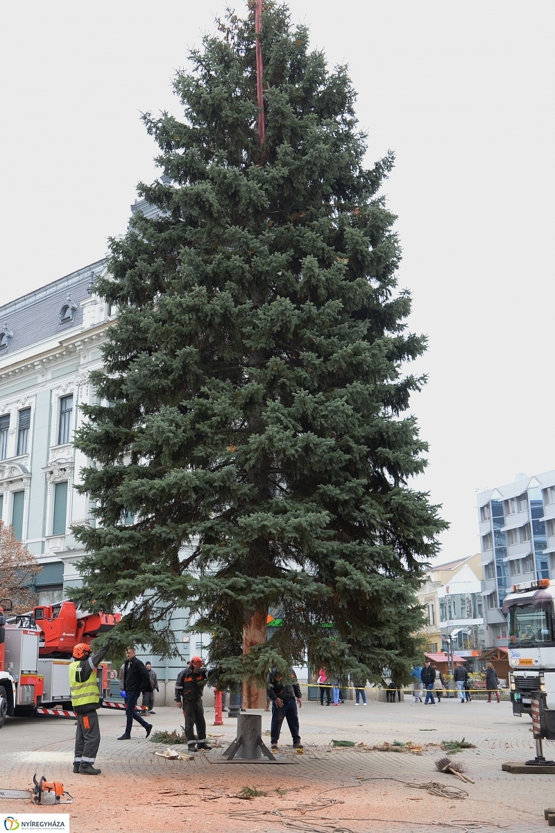 Megérkezett a város karácsonyfája a Kossuth térre-fotó Trifonov Éva