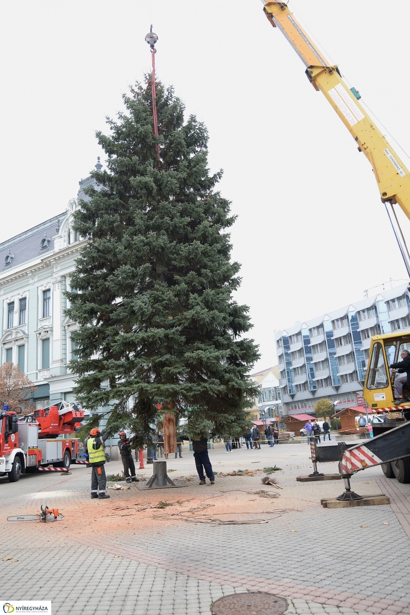 Megérkezett a város karácsonyfája a Kossuth térre-fotó Trifonov Éva
